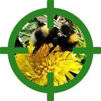Blühwiesen und Blühflächen für Bienen